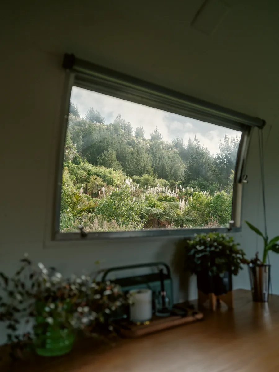 The bush through the window